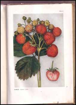 Karel Kamenický: Atlas tržních odrůd ovocných