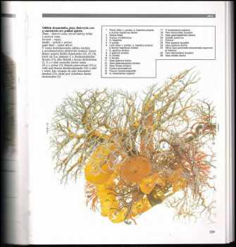 R. M. H McMinn: Barevný atlas anatomie člověka