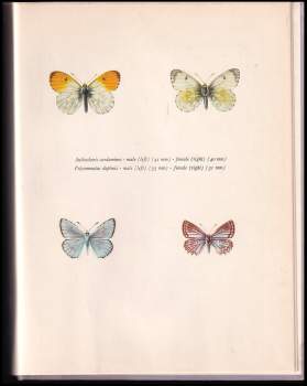 Josef Moucha: Beautiful Butterflies