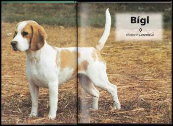 Elizabeth Lanyon: Bígl