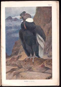 Alois Pokorný: Bilder -  Altas zu Pokornys Naturgeschichte des Tierreiches