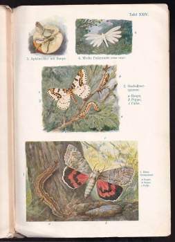 Alois Pokorný: Bilder -  Altas zu Pokornys Naturgeschichte des Tierreiches