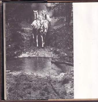 Norbert Záliš: Bílí koně starokladrubští