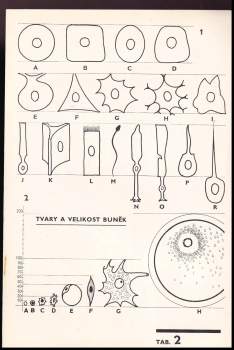 Rudolf Linc: Biologický náčrtník