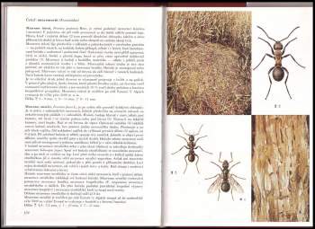 Jiří Zahradník: Blanokřídlí