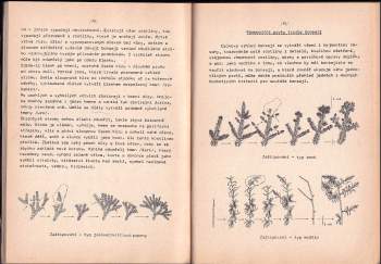 Karel Jan Štolc: Bonsai