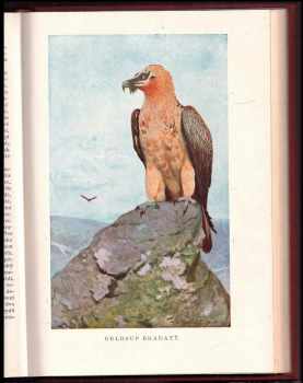 Alfred Brehm: Brehmův život zvířat: Díl III. Ptáci Svazek I.