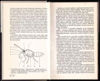 Rudolf Hrabák: Brouci a motýli ve fotografii