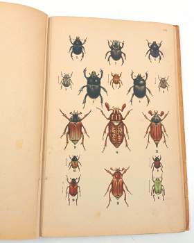 František Dlouhý: Brouci