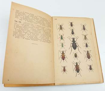 František Dlouhý: Brouci