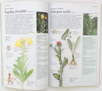 Lesley Bremness: Bylinář