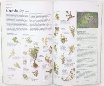 Lesley Bremness: Bylinář