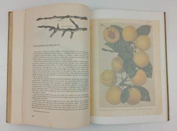 Jan Říha: České ovoce