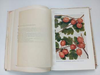 Jan Říha: České ovoce