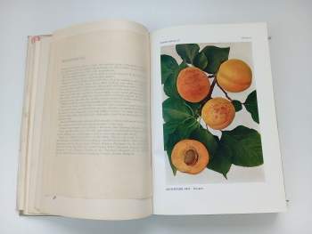 Jan Říha: České ovoce