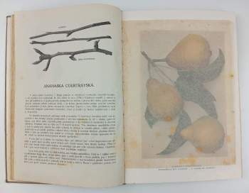 Jan Říha: České ovoce