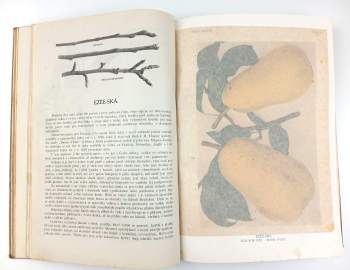 Jan Říha: České ovoce