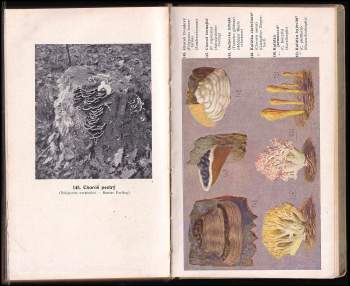 Jan Macků: Český houbař