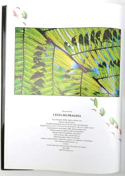 Miroslav Šebela: Cesta do pralesa