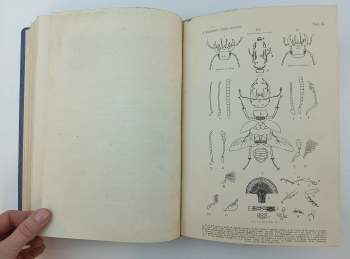 Josef Kliment: Čeští brouci