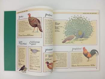 Jinny Johnson: Children's Encyclopaedia of Birds