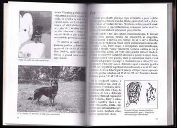 Jan Findejs: Chodský pes