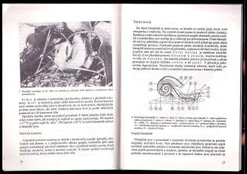 Vlastimil Švitorka: Chov hlemýždě zahradního