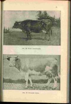 Antonín Stach: Chov hospodářského zvířectva