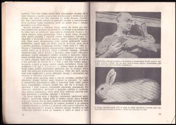 Ladislav Dvořák: Chov králíků