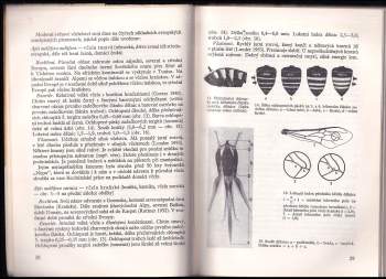 Eduard Lisý: Chov včelích matek