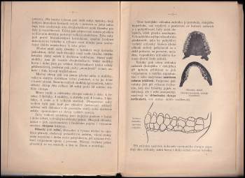 Rudolf Maria Hynek: Chrup klíčem krásy a zdraví