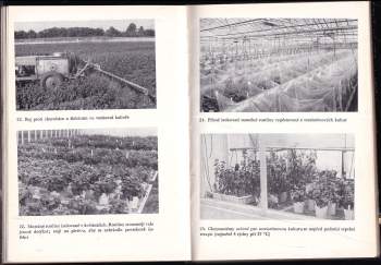 Karel Hieke: Chryzantémy