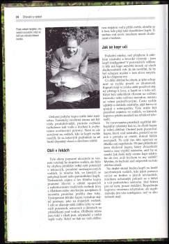 Andy Little: Chytání velkých kaprů