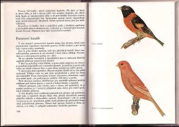 Walter Wiener: Cizokrajní ptáci v klecích