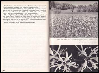 Otomar Rabšteinek: Co jste v lese neviděli