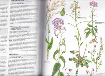 Margot Spohn: Co tu kvete? : květena střední Evropy : více než 1000 planých rostlin