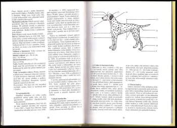 Jan Findejs: Dalmatin