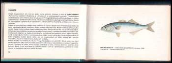 Karol Hensel: Dary mora