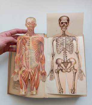 Ferdinand Müller: Das grosse illustrierte Kräuterbuch - Ausführliche Beschreibung aller Pflanzen ihres Gebrauchs, Nutzens, ihrr Anwendung und Wirkung in der Arzneikunde, ihres Anbaues, ihrer Einsammlung, Verwertung und Verwendung im Handel und Gewerbe :