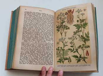 Ferdinand Müller: Das grosse illustrierte Kräuterbuch - Ausführliche Beschreibung aller Pflanzen ihres Gebrauchs, Nutzens, ihrr Anwendung und Wirkung in der Arzneikunde, ihres Anbaues, ihrer Einsammlung, Verwertung und Verwendung im Handel und Gewerbe :