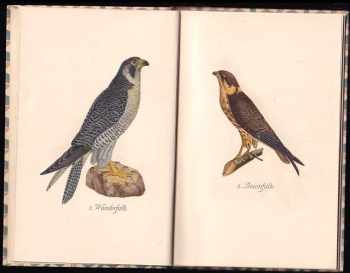 Fehringer Otto: Das kleine Buch der Greife. Einheimische Raubvögel