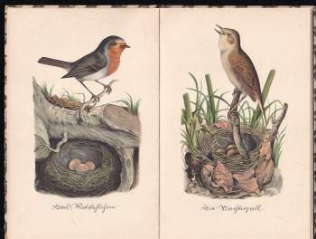 Das kleine Buch der Vögel und Nester
