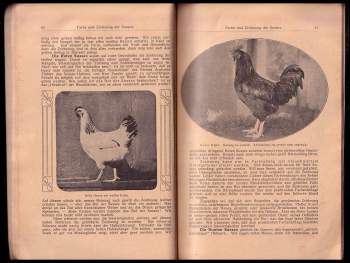 Franz Magnus Böhme: Das Sussex - Huhn - Eine züchtungswissenschaftliche Studie