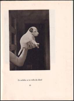 Karel Čapek: Dášeňka, čili život štěněte