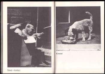 Karel Čapek: Dášeňka, čili, Život štěněte