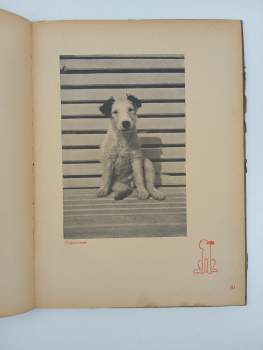 Karel Čapek: Dášeňka, čili, Život štěněte