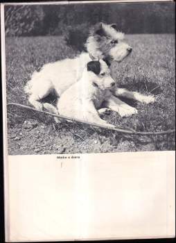 Karel Čapek: Dášeňka čili život štěněte