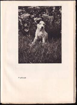 Karel Čapek: Dášeňka, čili, Život štěněte