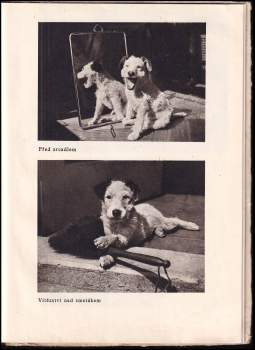 Karel Čapek: Dášeňka, čili, Život štěněte