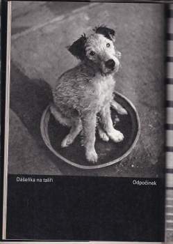 Karel Čapek: Dášenka, čili, Život štěněte